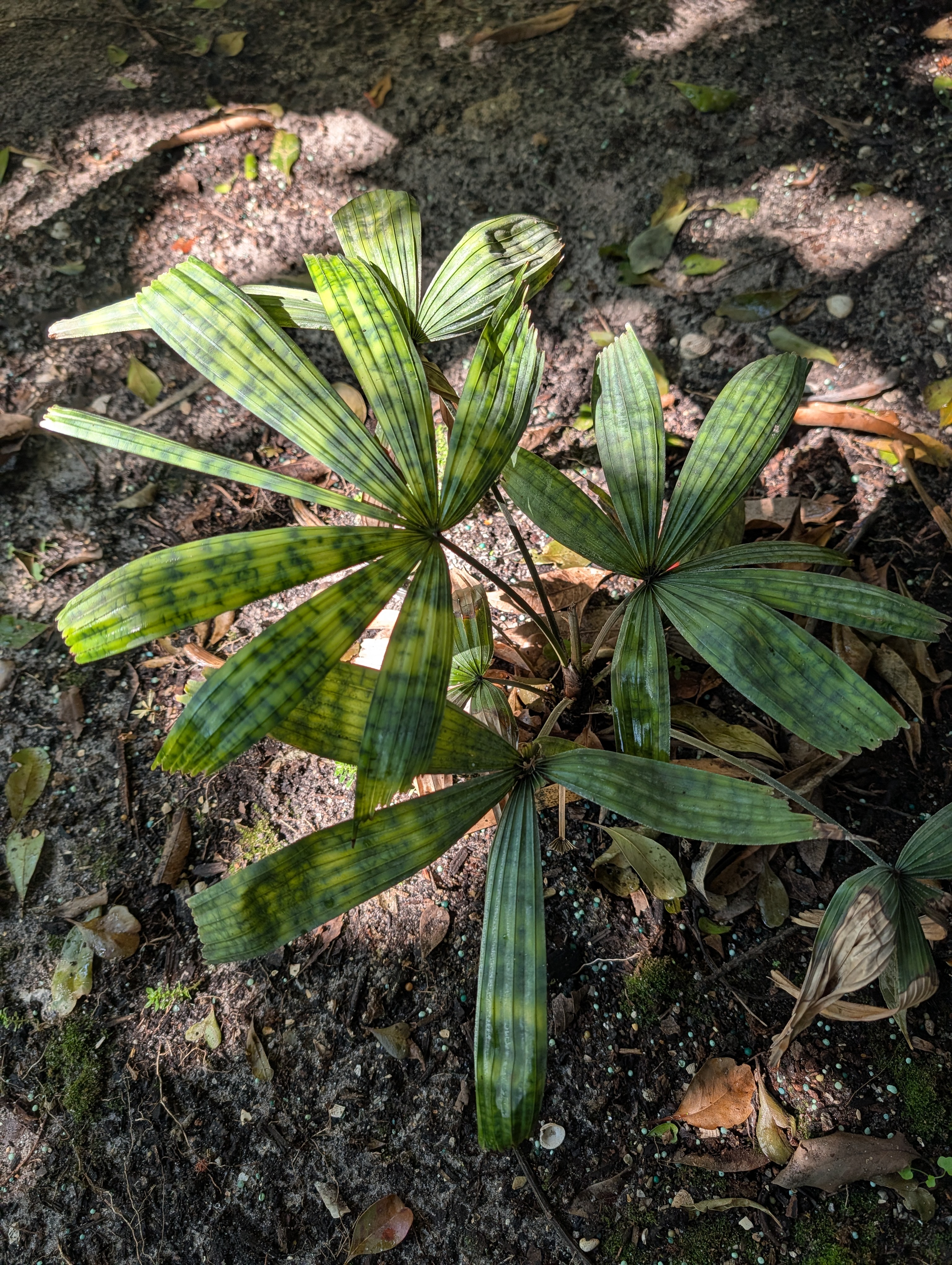 Licuala mattanensis var. mattanensis 