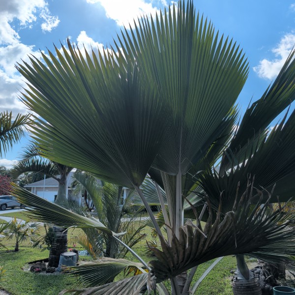 Pritchardia pacifica